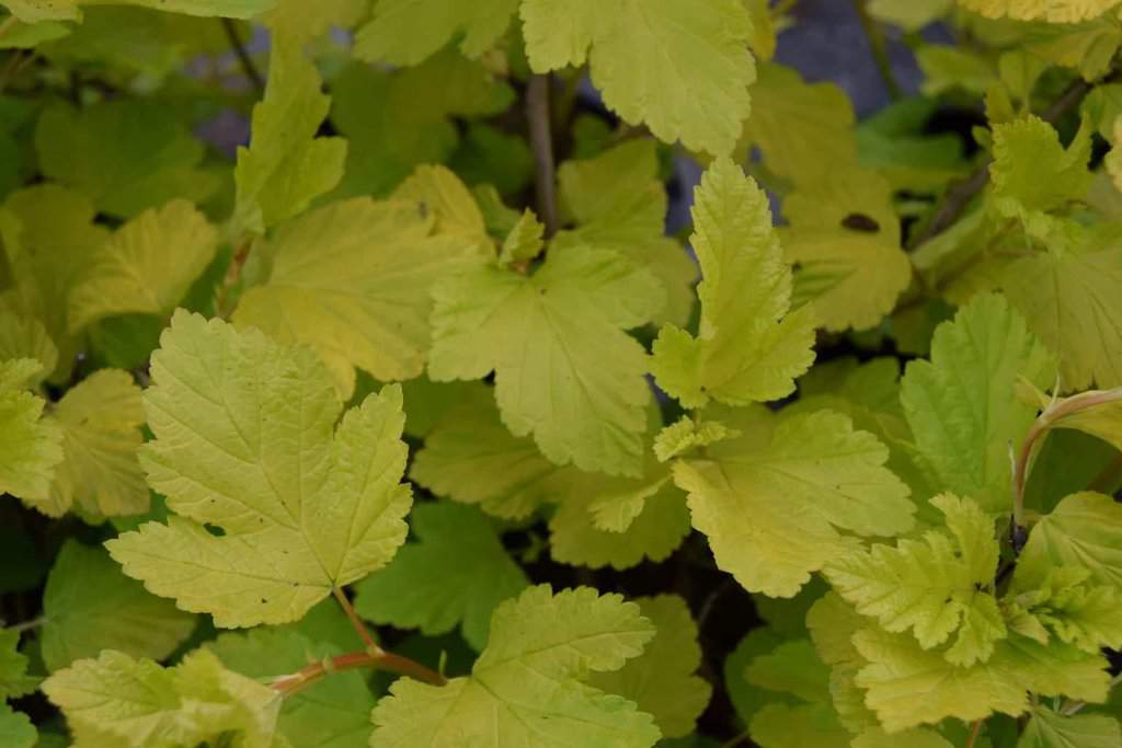 Physocarpus opulifolius 'Dart's Gold'