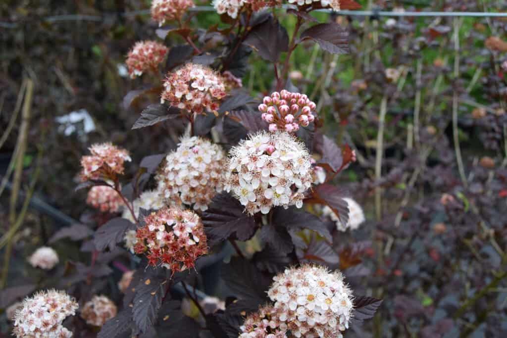 Physocarpus opulifolius 'Diabolo'