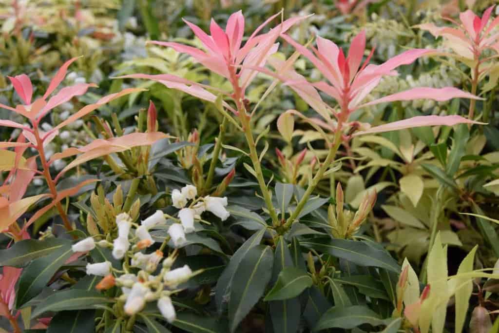 Pieris 'Forest Flame'