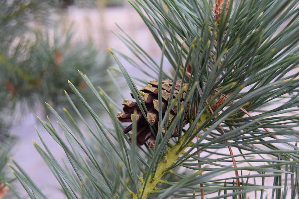 Pinus sylvestris