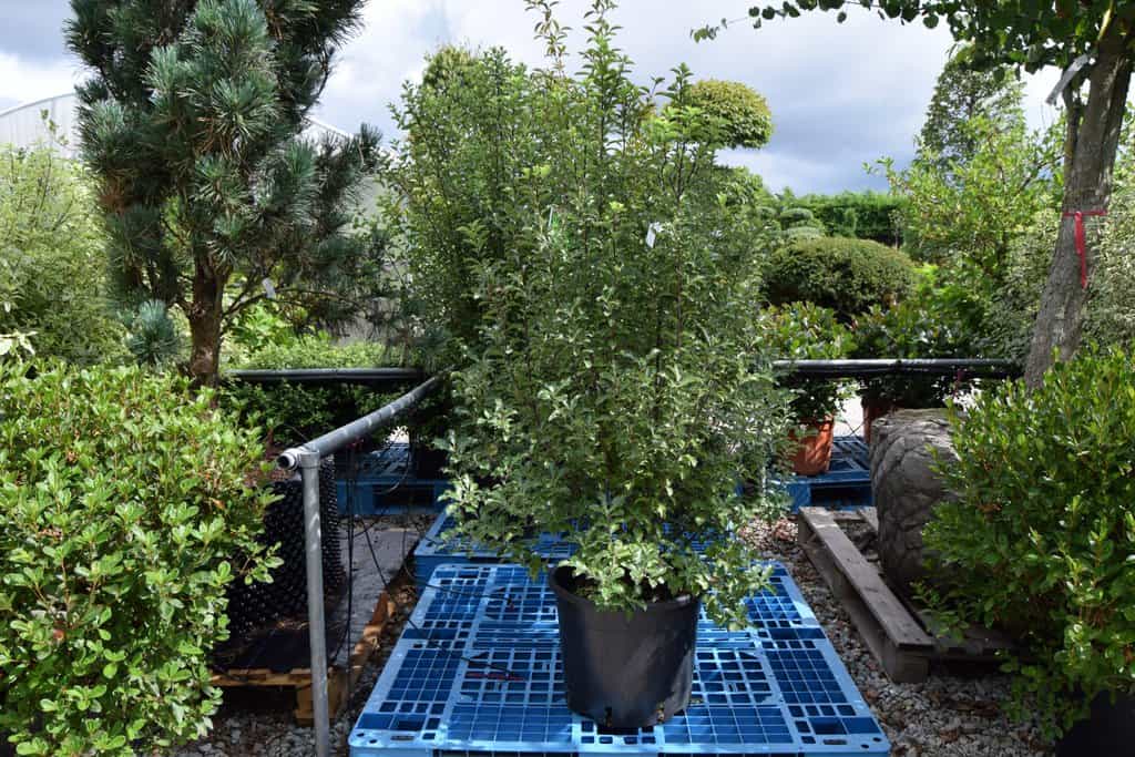 Pittosporum 'Arundel Green'