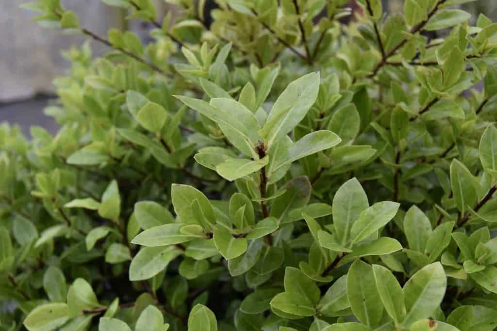 Pittosporum tenuifolium 'Golf Ball'