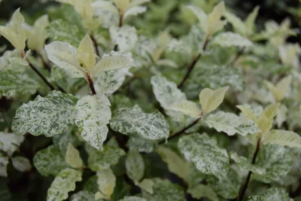 Pittosporum tenuifolium 'Irene Paterson'