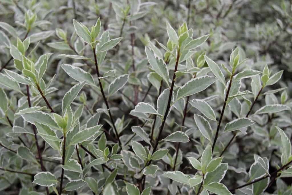 Pittosporum tenuifolium 'Silver Queen'