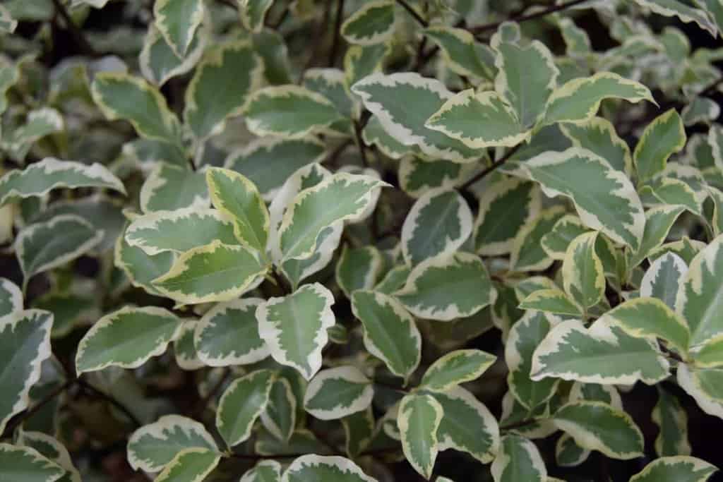 Pittosporum tenuifolium 'Variegatum'