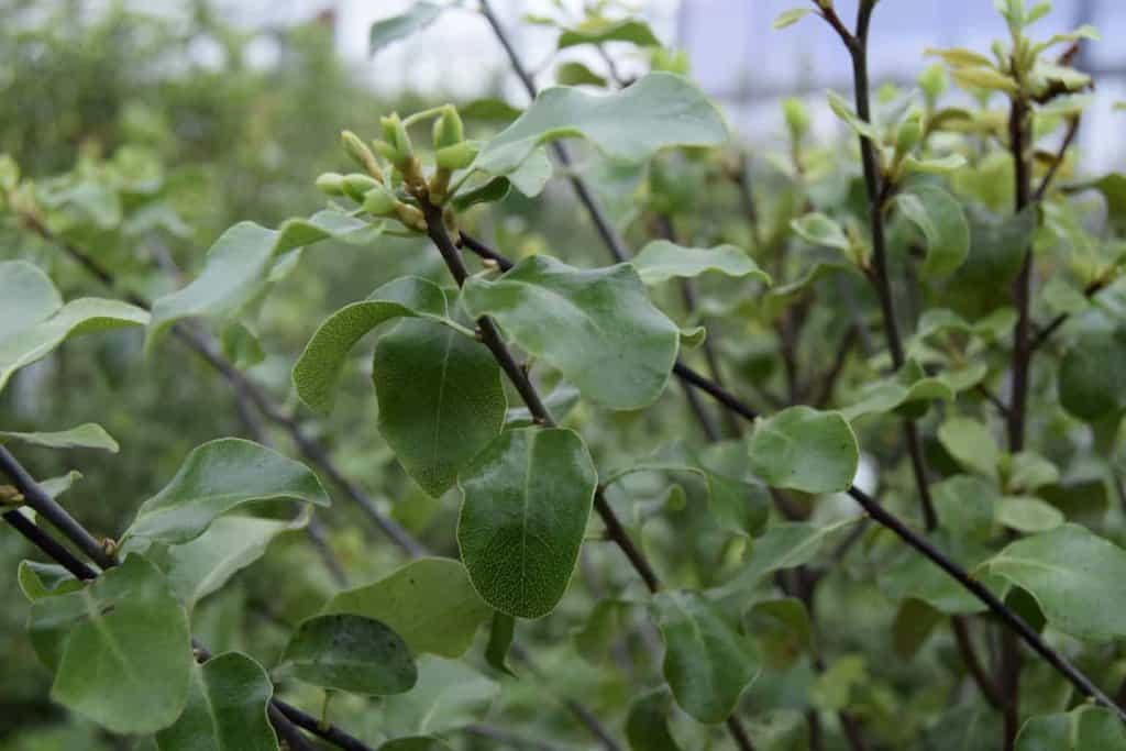 Pittosporum tenuifolium