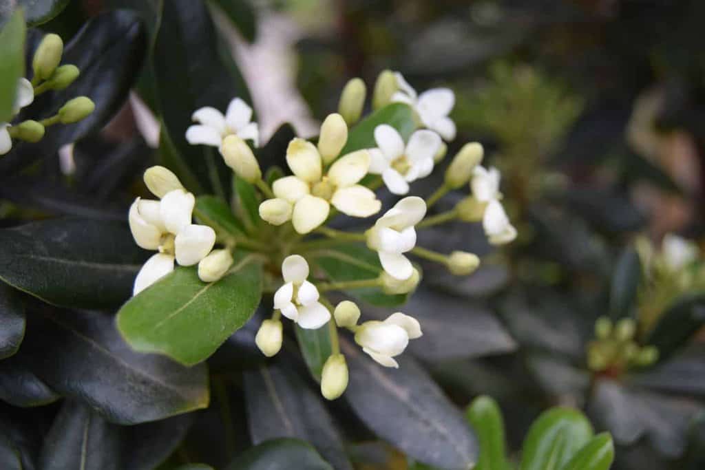 Pittosporum tobira