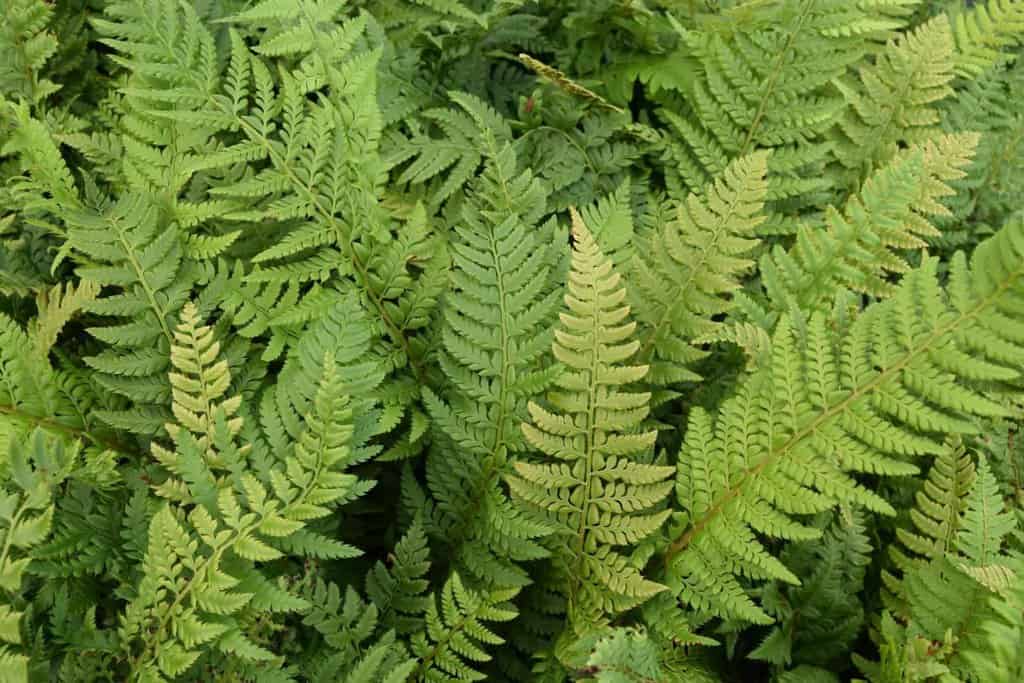 Polystichum aculeatum
