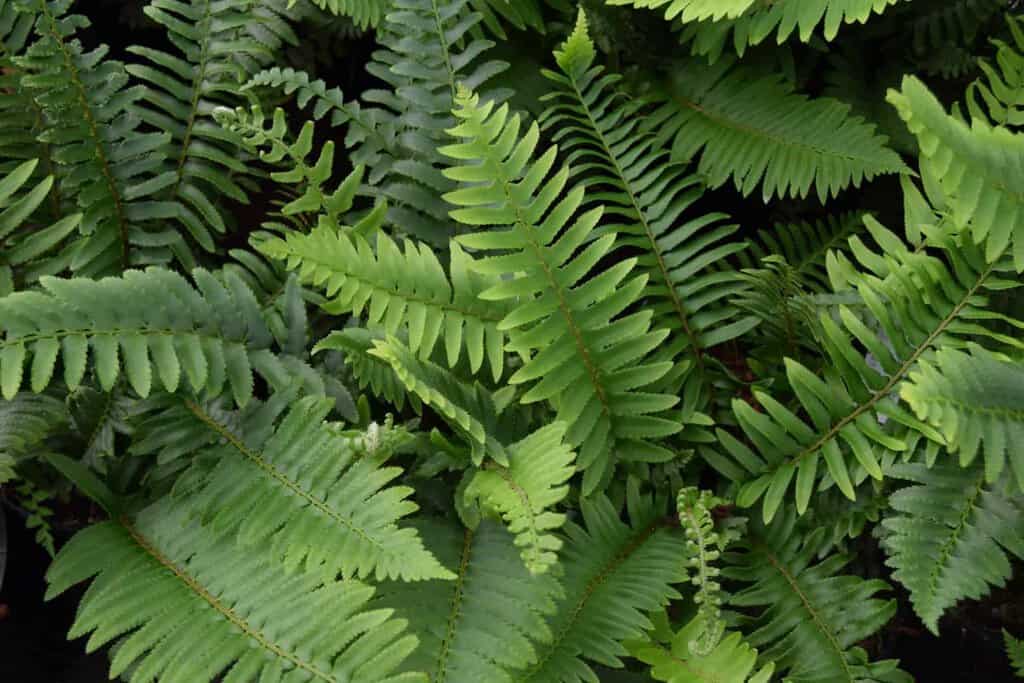 Polystichum munitum
