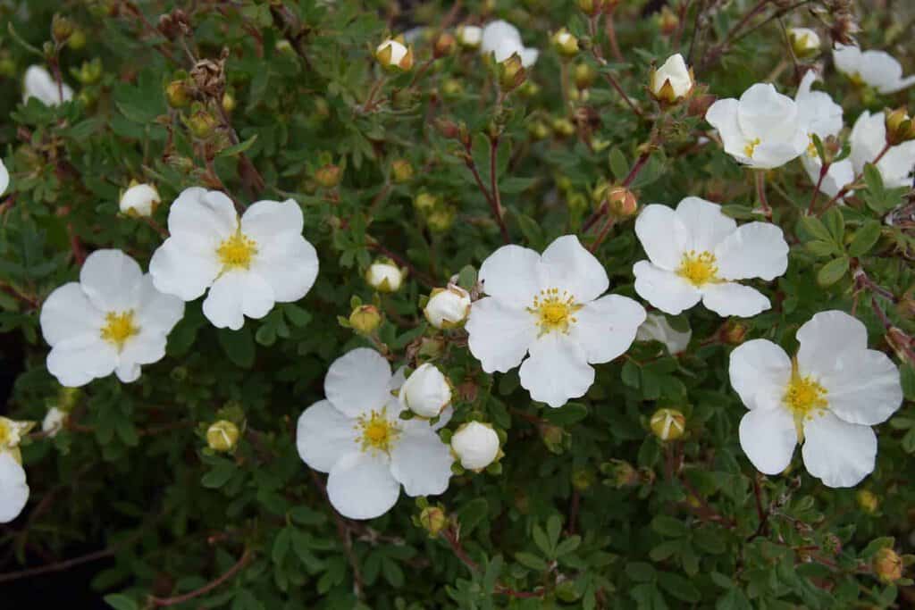 Potentilla fruticosa 'Abbotswood'