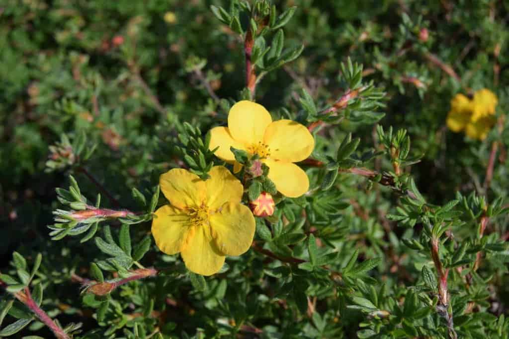 Potentilla fruticosa 'Elizabeth'