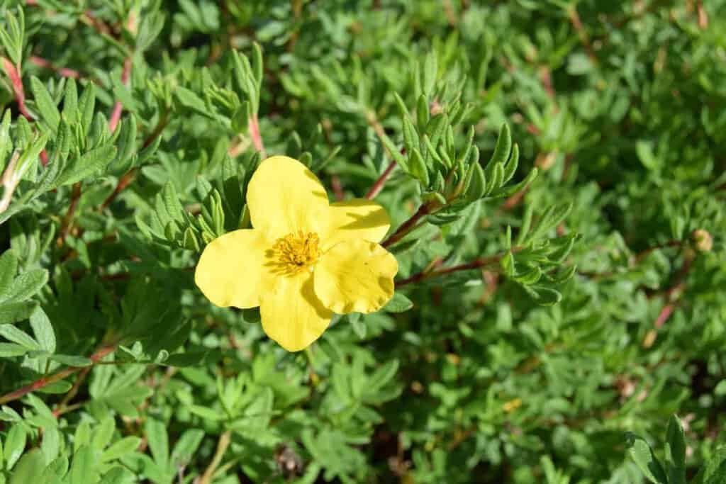 Potentilla fruticosa 'Goldfinger'