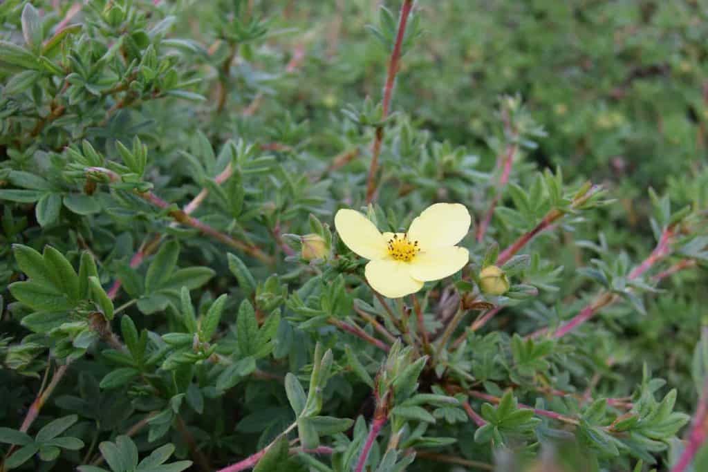 Potentilla fruticosa 'Katherine Dykes'