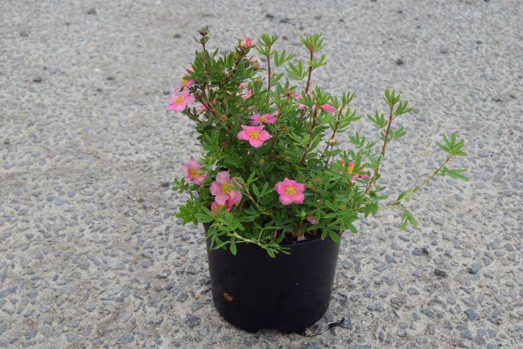 Potentilla fruticosa 'Pink Beauty' ('Lovely Pink')