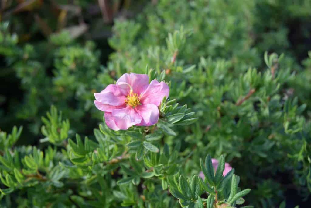 Potentilla fruticosa 'Pink Beauty' ('Lovely Pink')
