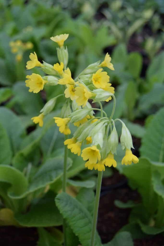 Primula veris