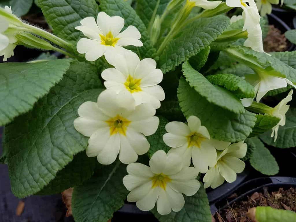 Primula vulgaris