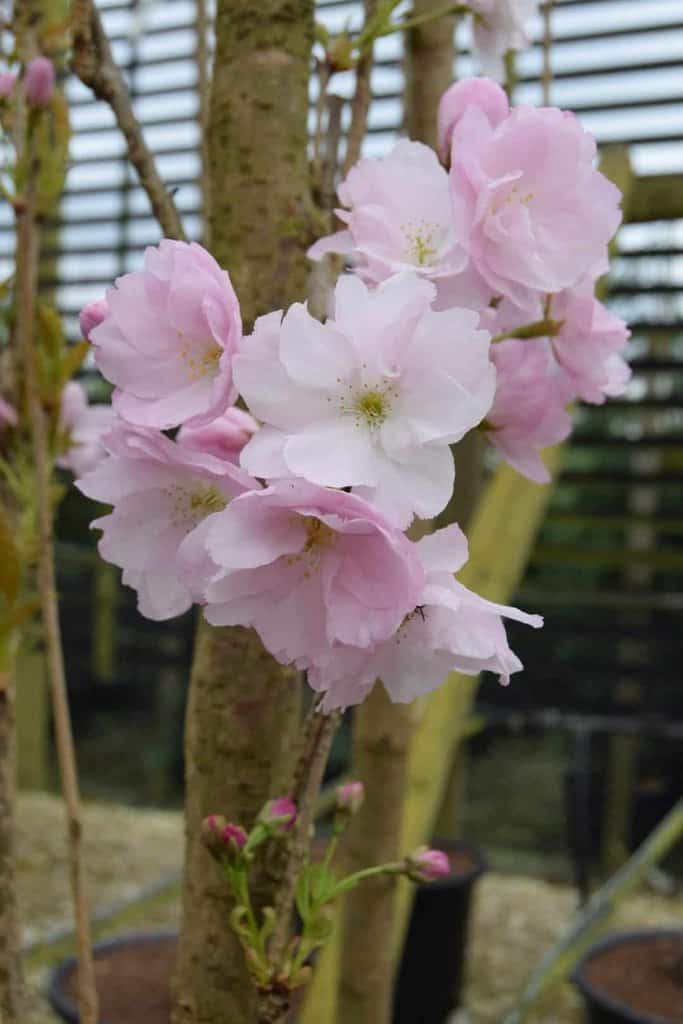 Prunus 'Amanogawa'