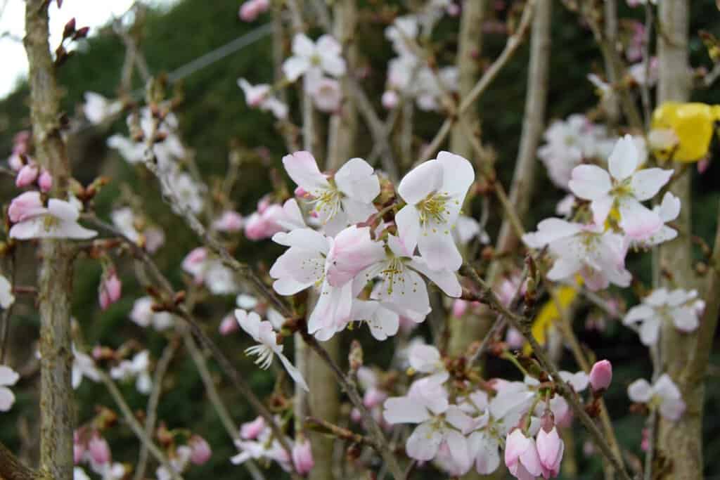 Prunus 'Pandora'
