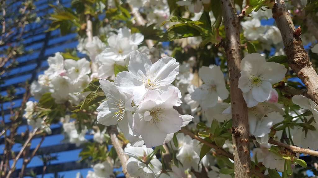 Prunus 'Taihaku'