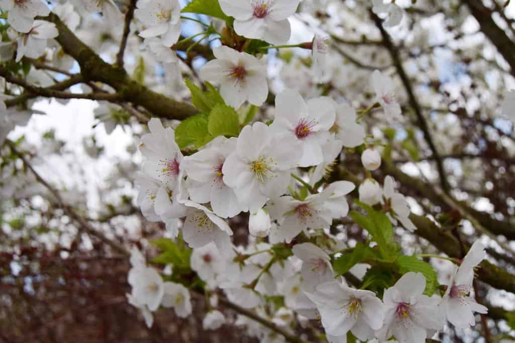 Prunus 'Snow Goose'