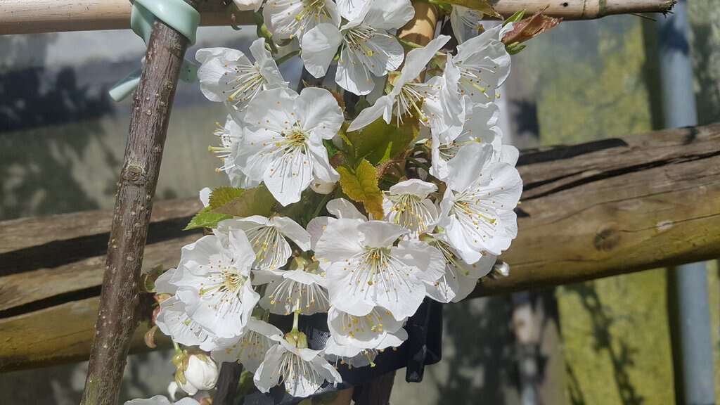 Prunus avium 'Stella'