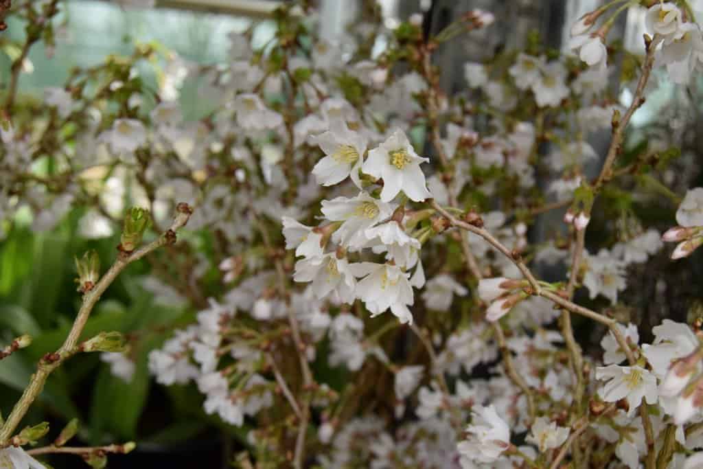 Prunus incisa 'Kojo-no-mai'