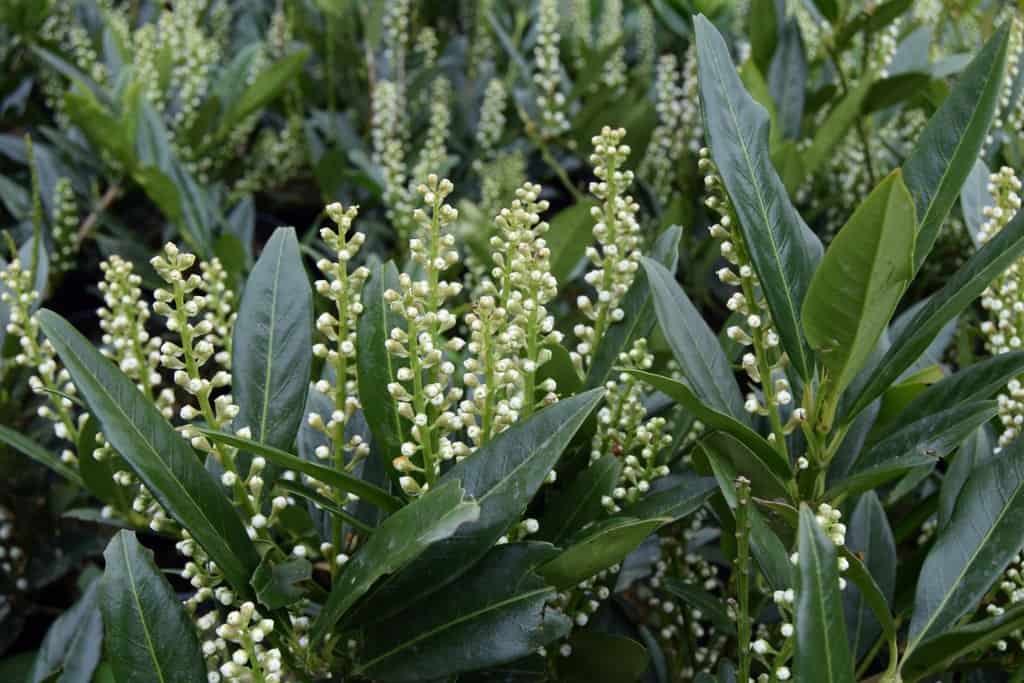 Prunus laurocerasus 'Otto Luyken'
