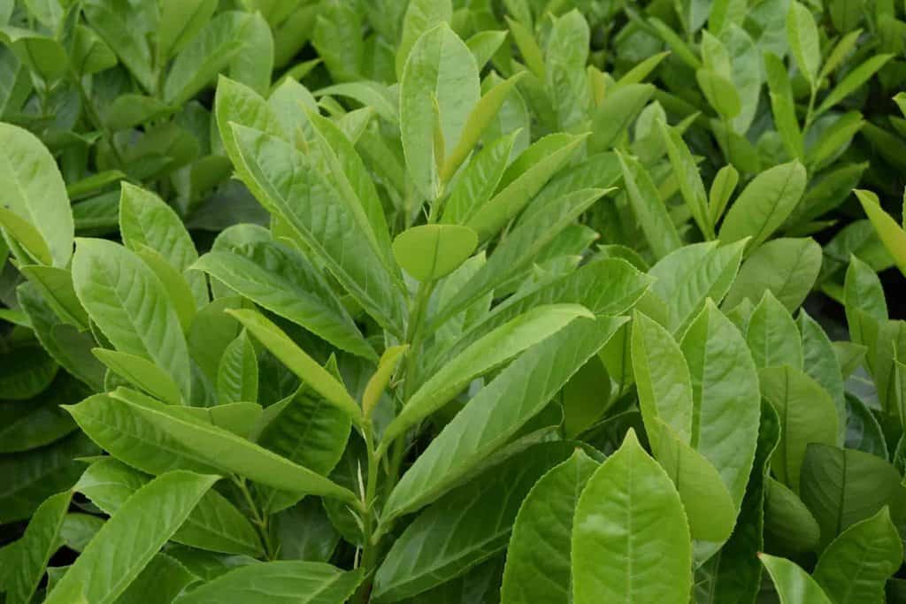 Prunus laurocerasus 'Rotundifolia'