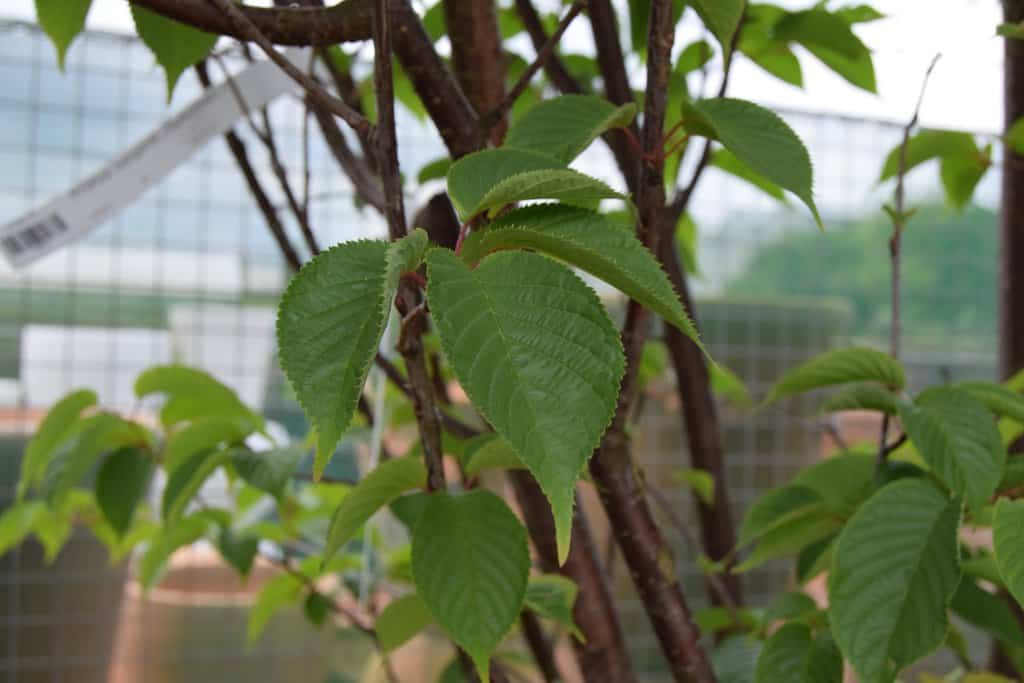 Prunus sargentii