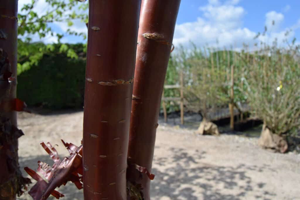 Prunus serrula 'Branklyn'