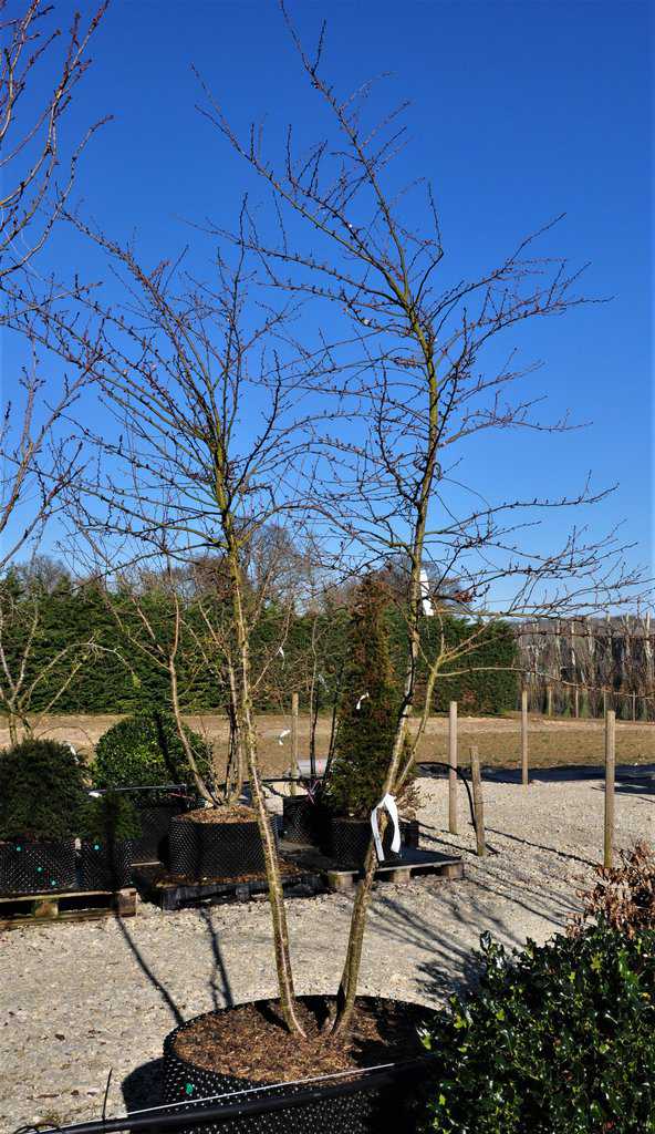 Prunus x subhirtella 'Autumnalis'
