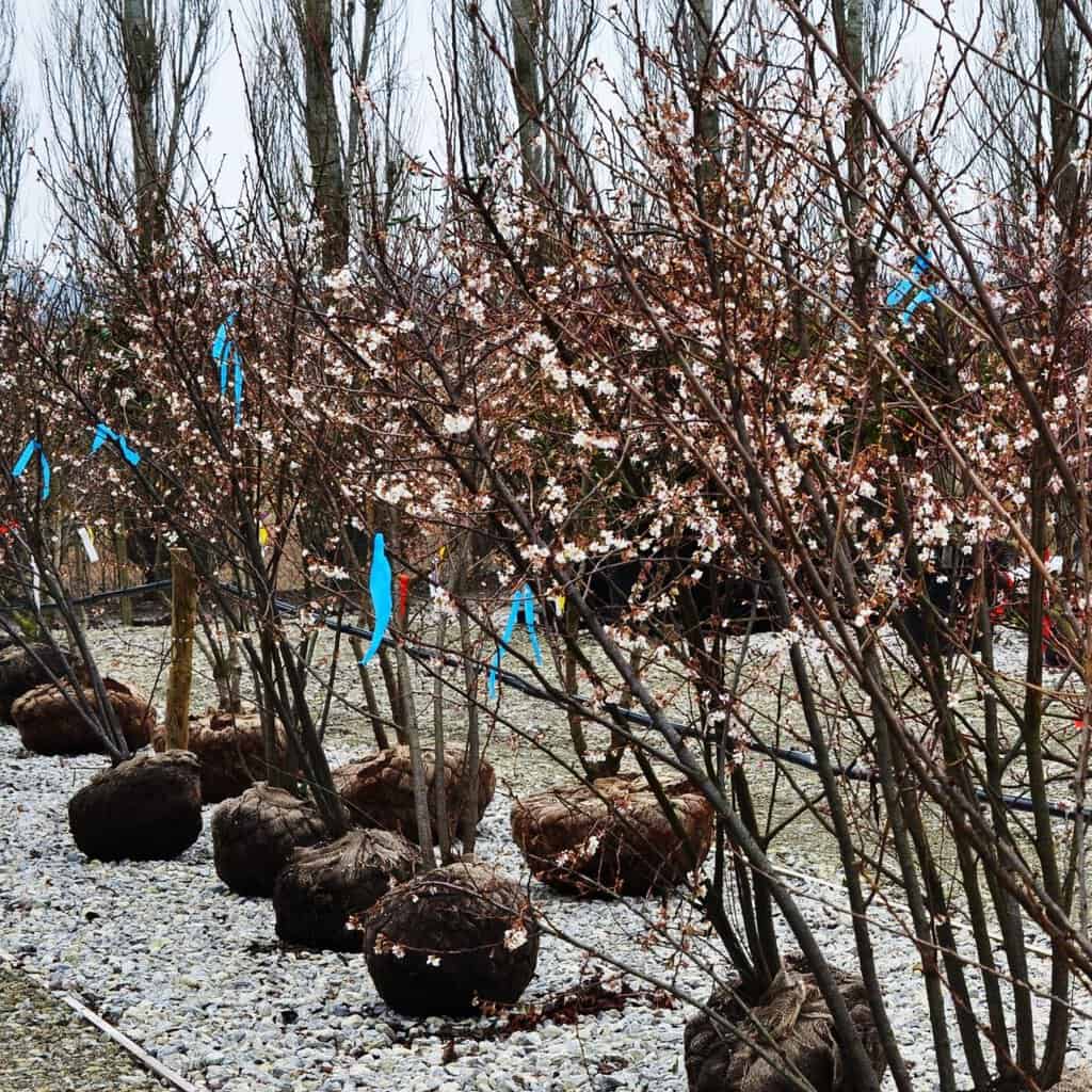 Prunus x subhirtella 'Autumnalis'