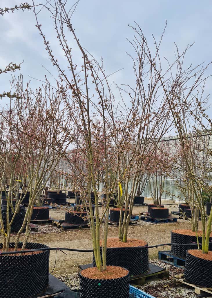 Prunus x yedoensis