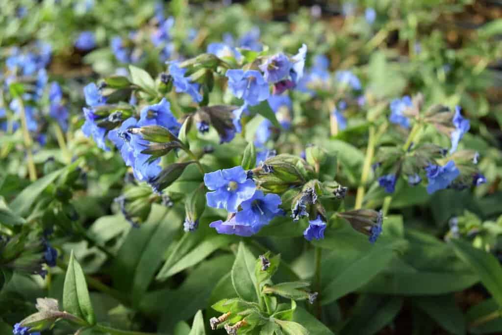 Pulmonaria 'Blue Ensign'