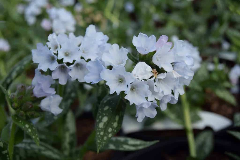 Pulmonaria 'Opal'