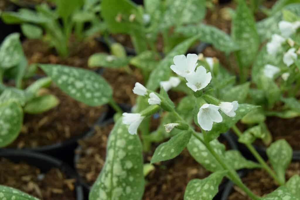 Pulmonaria 'Sissinghurst White'