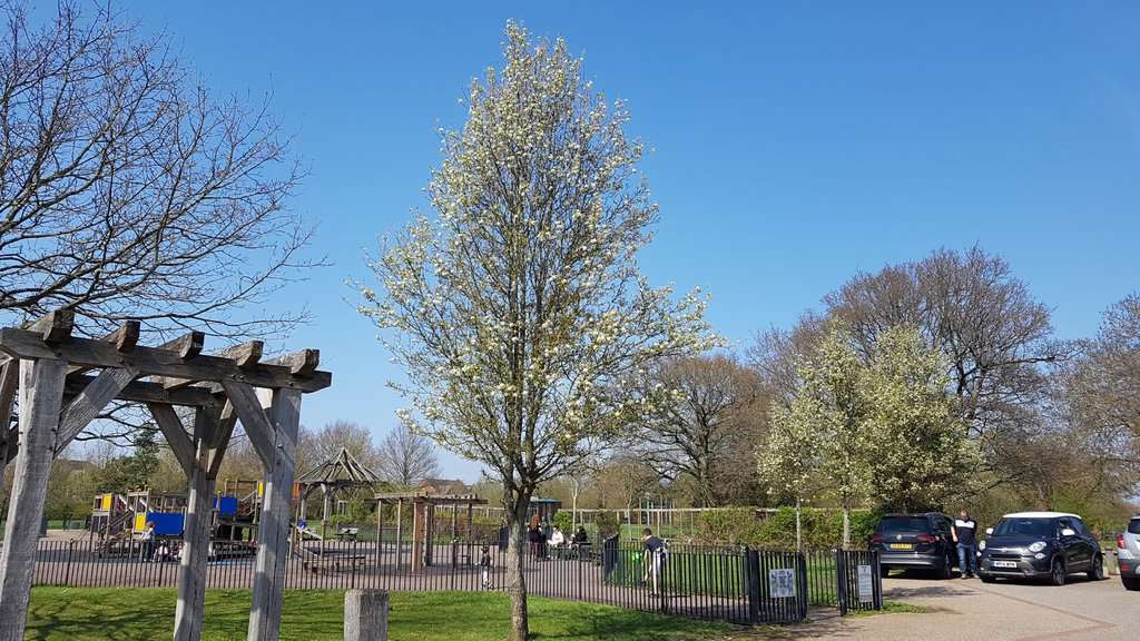 Pyrus calleryana 'Chanticleer'