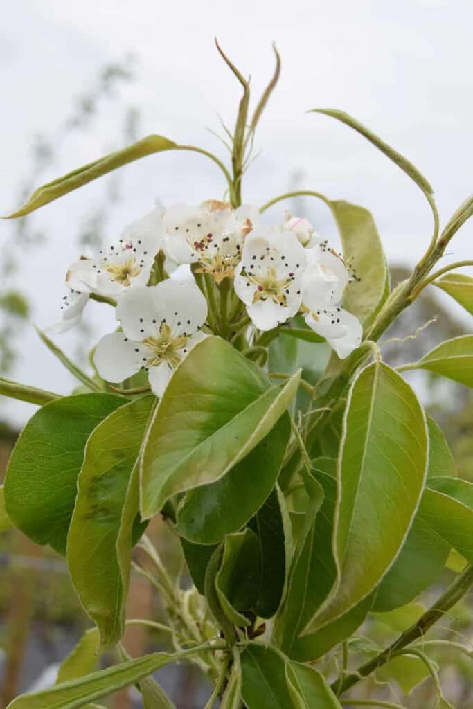 Pyrus communis 'Conference'
