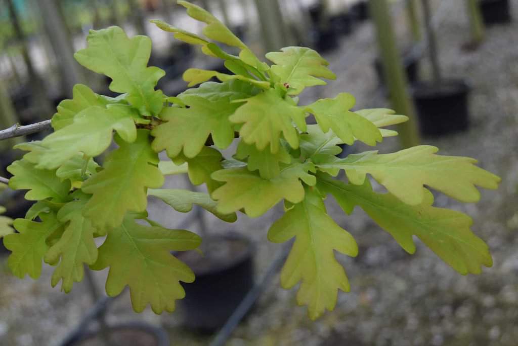 Quercus robur