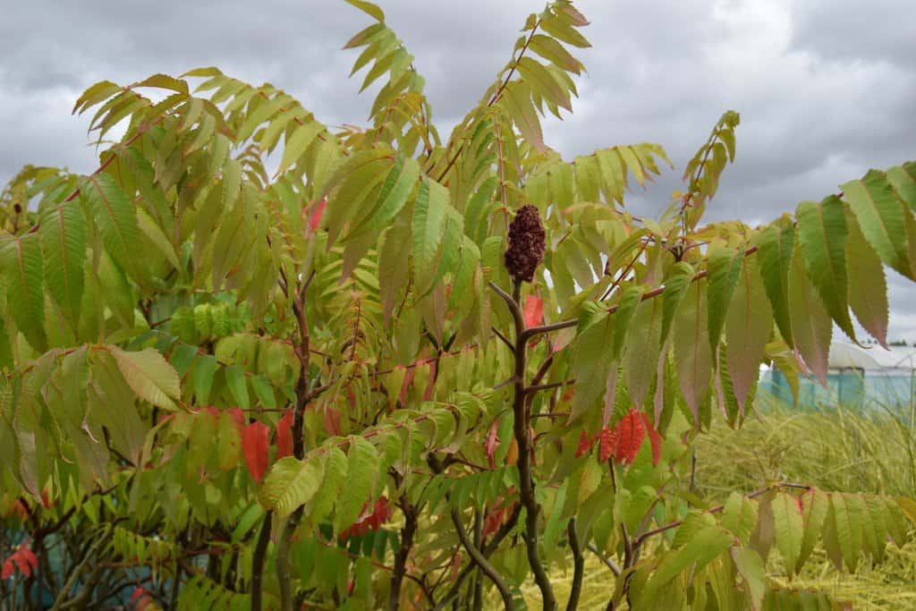 Rhus typhina
