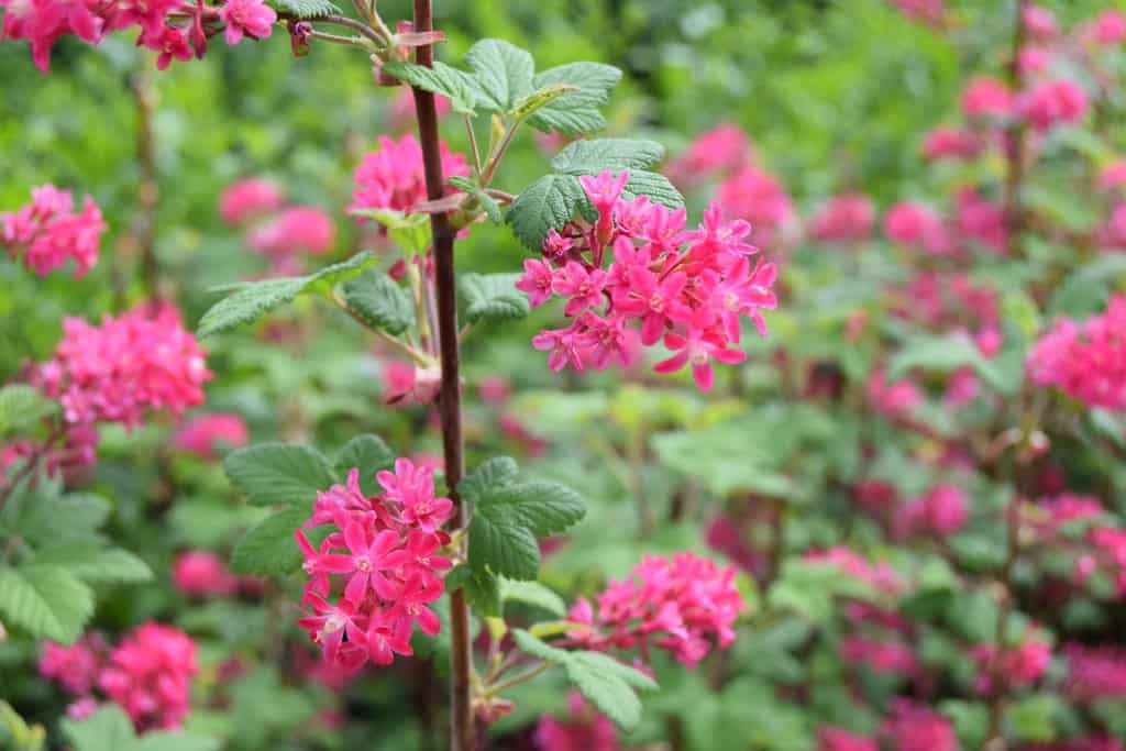 Ribes sanguineum 'King Edward VII'