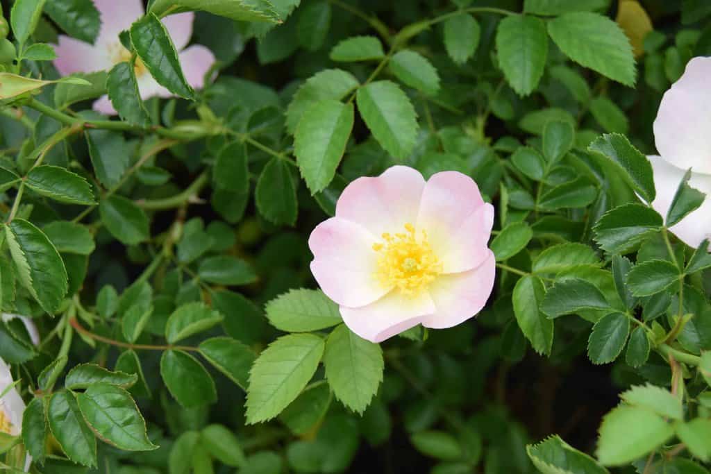 Rosa canina