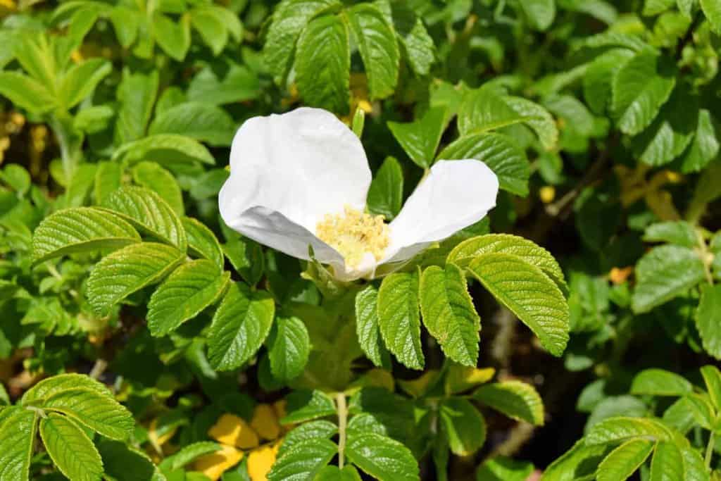 Rosa rugosa 'Alba'