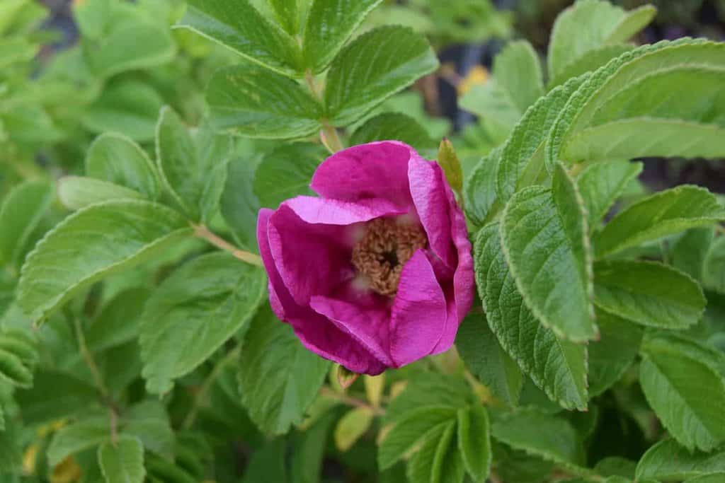 Rosa rugosa 'Rubra'