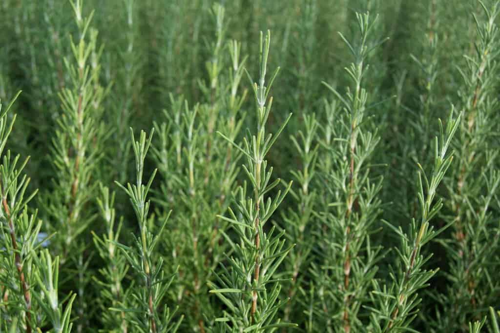 Rosmarinus officinalis 'Miss Jessopp's Upright'