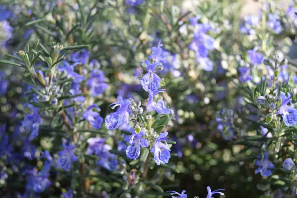 Rosmarinus officinalis Prostratus Group