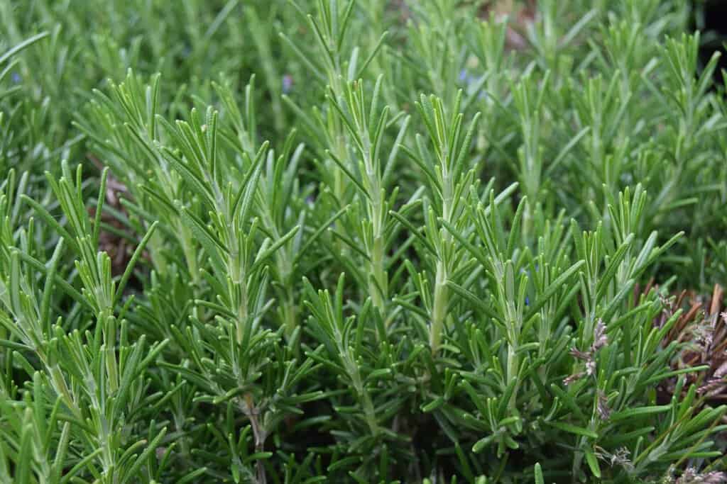 Rosmarinus officinalis Prostratus Group ---