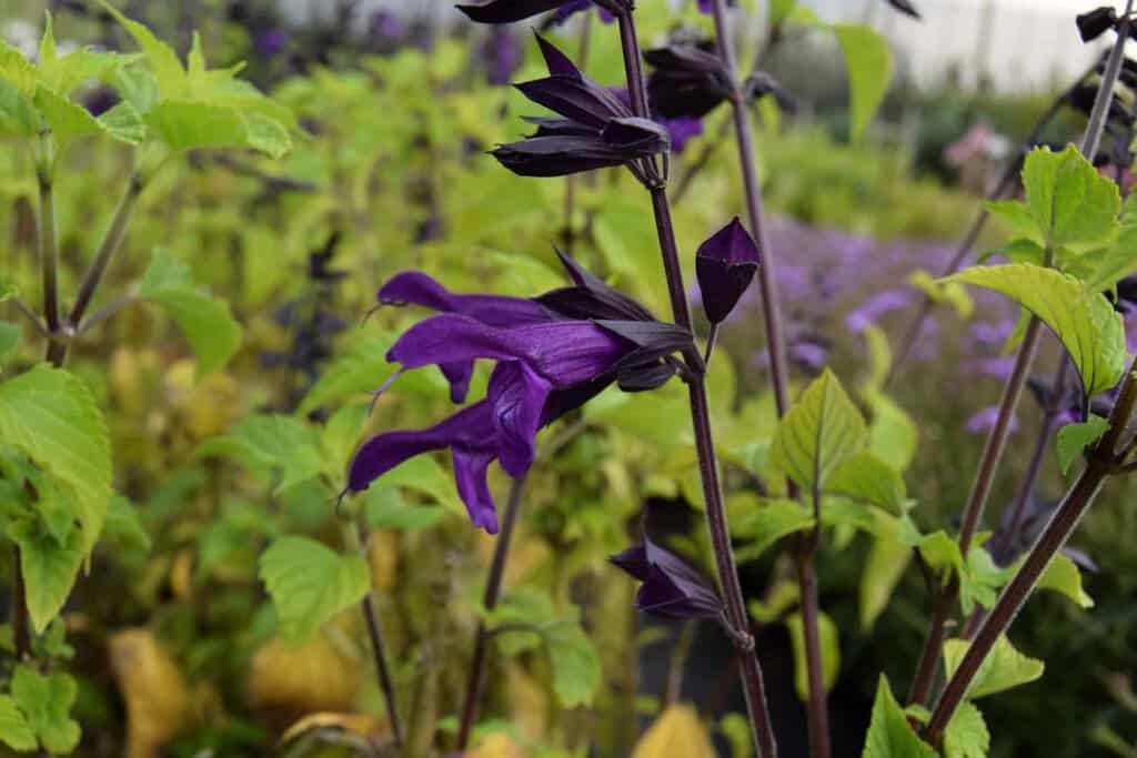 Salvia 'Amistad' ®