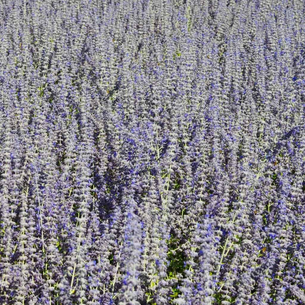 Salvia 'Blue Spire' (was Perovskia)